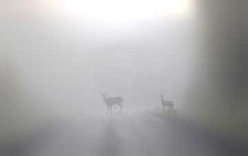 Valkohäntäkauriit (valkohäntäpeura) ovat levittäytyneet ruokinnan ja kannanhoidon ansiosta isoon osaan Suomea. Metsästäjiä uusi riistalaji kiinnostaa, mutta valkohäntäkauris tuo mukanaan tukun haittoja kasveille, puille ja liikenteelle.    