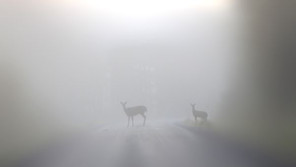 Valkohäntäkauriit (valkohäntäpeura) ovat levittäytyneet ruokinnan ja kannanhoidon ansiosta isoon osaan Suomea. Metsästäjiä uusi riistalaji kiinnostaa, mutta valkohäntäkauris tuo mukanaan tukun haittoja kasveille, puille ja liikenteelle.    