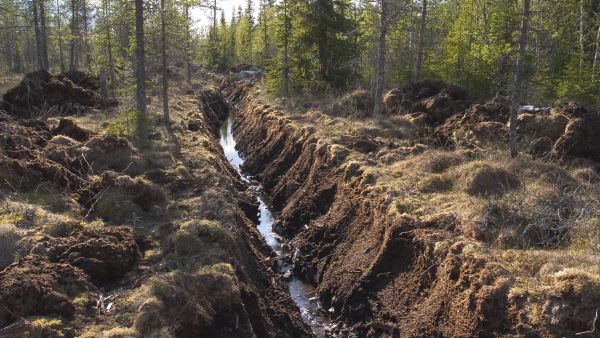 2010-luvulla uudisojia on kaivettu todellisuudessa noin 12 000 hehtaaria, joista osa on ojitettujen alueiden laajennuksia, Kari T. Korhonen arvioi. (Kuva: Hannu Huttu)