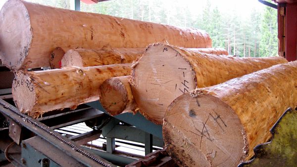 Jatkuvan kasvatuksen kuuset kannattaa kasvattaa vain niin sanottuun tavanomaiseen tukkikokoon, sillä erityislaadusta tai puun järeydestä ei makseta nykypuumarkkinoilla merkittävästi lisäeuroja. (Kuvaaja: Riikka Piispanen)