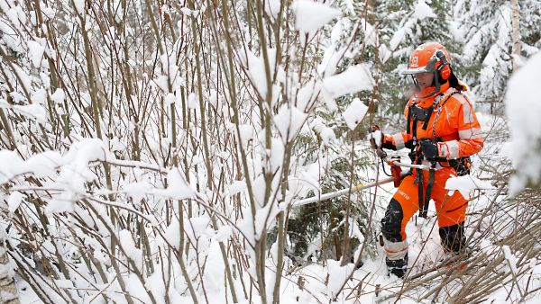 Heli Välimäki raivasi tammikuun alkupäivinä Lammilla luontaisesti syntynyttä koivu-kuusi sekametsää. Alueen rehevillä metsäpohjilla puuston kasvu on hyvää, mutta taimikkovaiheessa raivuusahalle on usein töitä paljon. (Kuvaaja: Sami Karppinen)