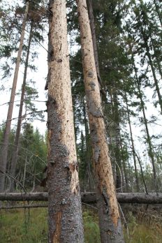 Ruotsalaisprofessori tehostaisi tuulen-kaatojen korjuuta osana taistelua kirjan-painajaa vastaan. (Kuvaaja: Tiia Puukila)