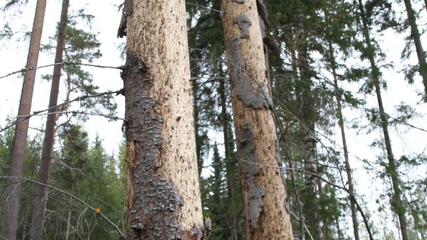 Ruotsalaisprofessori tehostaisi tuulen-kaatojen korjuuta osana taistelua kirjan-painajaa vastaan. (Kuvaaja: Tiia Puukila)