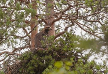 Klasu rengastettiin ja varustettiin satelliittilähettimellä viime kesänä Kuusamossa. (Kuvaaja: Jyrki Mäkelä)