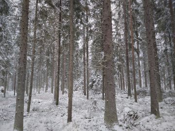 Runsaspuustoisen tilan hehtaarihinta nousi korkeaksi, mutta puustoon suhteutettuna keskitasolle. (Kuvaaja: Hannu Liljeroos)