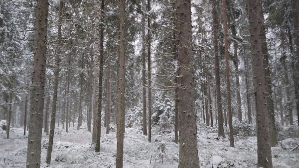 Runsaspuustoisen tilan hehtaarihinta nousi korkeaksi, mutta puustoon suhteutettuna keskitasolle. (Kuvaaja: Hannu Liljeroos)