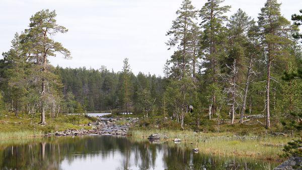 Mäntymetsän raja on pohjoisessa liikkunut ilmaston lämpötilojen mukaan. Yhtenäiset männiköt ovat kasvaneet 7000-6000 vuotta sitten alueilla, joilla nykyään kasvaa vain tunturikoivua. Kuva Vätsärin erämaasta Inarista. (Kuvaaja: Sami Karppinen)