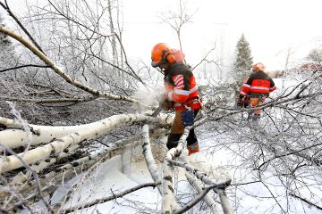 Haapajärvellä Jedun oppilaitoksen toisen vuosikurssin opiskelijat harjoittelivat pihapuun kaatoa aidossa ympäristössä.  (Kuvaaja: Sami Karppinen)