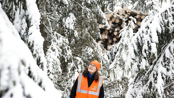 Luken tutkimusinsinööri Kaija Puputti katselee hakkuujälkeä jatkuvan kasvatuksen koealueella. (Kuvaaja: Seppo Samuli)