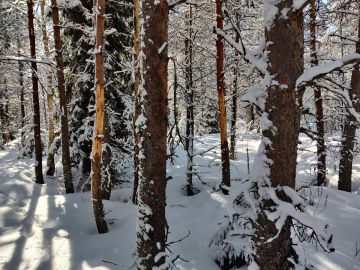 Hirvet ovat syöneet mäntyjen kuorta. (Kuva: Olli Moilanen/Suomen metsäkeskus)