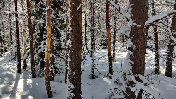 Hirvet ovat syöneet mäntyjen kuorta. (Kuva: Olli Moilanen/Suomen metsäkeskus)