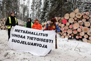 Elokapina vastusti Solbölen tutkimusmetsissä tehtäviä hoitohakkuita. Tukkien merkinnät ovat mielenosoittajien tekemiä. (Kuva: Seppo Samuli)