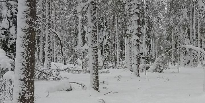 Lumisateet Ja Jatkuva Kasvatus - Metsälehti