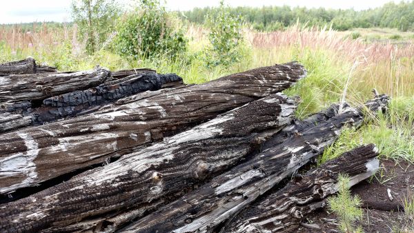 Turvesuosta nostetut pöllit on kerätty yhteen kasaan. (Kuva: Sami Karppinen)