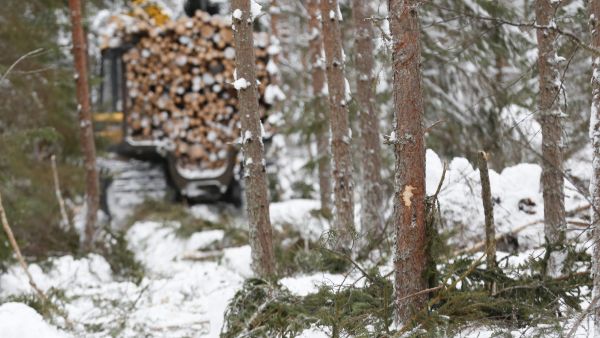 Ajourien keskimääräinen leveys harvennushakkuilla on lähes viisi metriä. (Kuvaaja: Sami Karppinen)