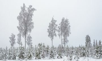 Suuri osa metsänomistajista arvioi, että moderni metsätalous huolehtii hyvin luonnon monimuotoisuudesta. Luontolaaturaportin perusteella talousmetsien luonnonhoidon tulokset kuitenkin heikkenivät 2010-luvulla. Hakkuissa on huomioitu luontoa lakien ja sertifiointikriteerien vähimmäisvaatimuksia noudattaen: nyt PEFC-sertifikaatin vaatimukset nousevat myös kuvan säästöpuumäärien osalta. (Kuvaaja: Yrjö Huusko  Vastavalo)