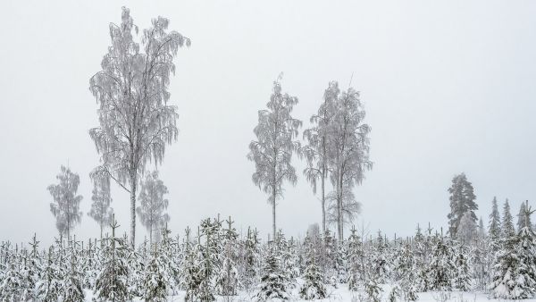 Suuri osa metsänomistajista arvioi, että moderni metsätalous huolehtii hyvin luonnon monimuotoisuudesta. Luontolaaturaportin perusteella talousmetsien luonnonhoidon tulokset kuitenkin heikkenivät 2010-luvulla. Hakkuissa on huomioitu luontoa lakien ja sertifiointikriteerien vähimmäisvaatimuksia noudattaen: nyt PEFC-sertifikaatin vaatimukset nousevat myös kuvan säästöpuumäärien osalta. (Kuvaaja: Yrjö Huusko  Vastavalo)