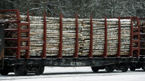 Venäläiselle koivukuitupuulle joudutaan etsimään korvaaja, jos Venäjän hyökkäys Ukrainaan tyrehdyttää itäpuun tuonnin. (Kuvaaja: Matti Björkman)