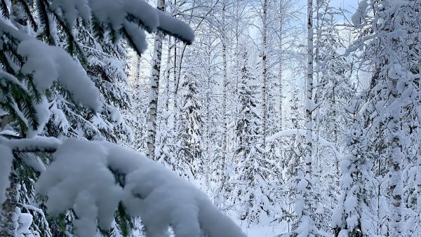 Puukauppatarjous paljasti lahopuustoisen kangasmetsän HCV-merkinnän. (Kuvaaja: Jussi Salomäki)