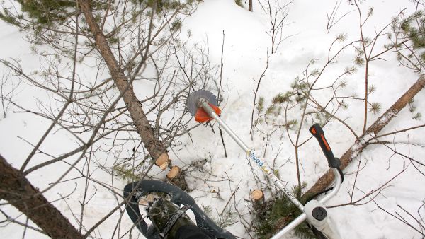 Havupuiden kaataminen ilman kantokäsittelyä on riskialtista, kun vuorokauden keskilämpötila on noussut pysyvästi yli 5 asteen. Pakkaskeli on raivaajan helpoin turva.  