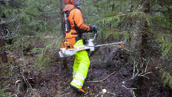 Varttuneen taimikon raivaus ei tarjonnut kunnon vastusta isolle Stihlille. (Kuvaaja: Mikko Riikilä)