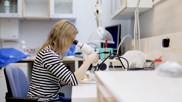 Carita Lindstedt-Kareksela tutkii mikroskoopin avulla pilkkumäntypistiäisen kotelokoppaa. (Kuvaaja: Seppo Samuli)