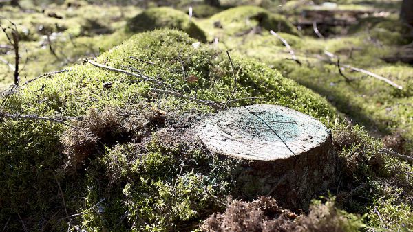 Kantokäsittely on muuttumassa niin vaikeaksi, että juurikääväntorjunnan määräyksistä saatetaan tinkiä. (Kuvaaja: Sami Karppinen)