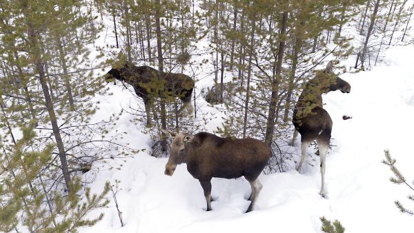 Hirvikannasta uutisoidaan yleensä keskiarvoluku, mutta se on osoittautunut viime vuosina aliarvioksi. Hirviä on tällä hetkellä 70 000–93 700. (Kuva: Hannu Huttu)