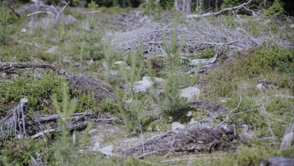 Posio vuonna 1995: mättääseen istutetut männyntaimet selviävät todennäköisemmin hengissä ja kasvavat paremmin kuin muualle  maahan istutetut taimet. (Kuva: Lusto/ Metsähallituksen Kehittämisjaoston kokoelma/ Timo Ari)