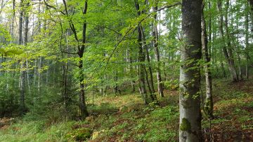 Solbölen tutkimusalueen pyökkimetsikkö. (Kuvaaja: Anneli Viherä- Aarnio)