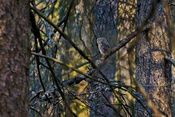 Kun aurinko nousee ja säteet punaavat metsän komeroita, varpuspöllö viheltää. Nokkahuilumainen aamulaulu ei tuo mieleen pöllöä vaan punatulkun. (Kuvaaja: Jorma Luhta)