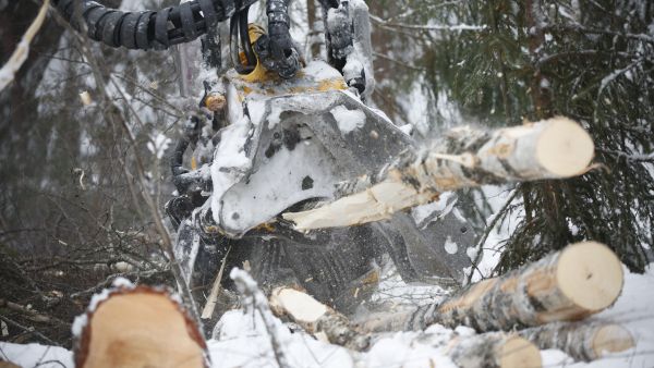 Koivukuidulla on nyt kysyntää, kun Venäjän-puulle haetaan korvaajaa kotimaasta. Eri asia on, miten se näkyy hinnassa. (Kuvaaja: Sami Karppinen)