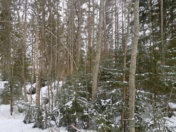 Esimerkiksi leppä ei kesäkuusta alkaen mahdu Metsä Groupin ostoslistalle. Metsänhoidollisten tarpeiden takia yhtiö voi kaataa lepät maahan lahoamaan, mutta energiapuuksi sitä ei enää korjata. (Kuvaaja: Sami Karppinen)