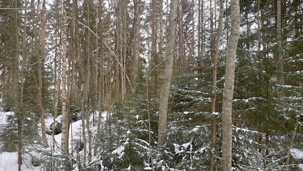 Esimerkiksi leppä ei kesäkuusta alkaen mahdu Metsä Groupin ostoslistalle. Metsänhoidollisten tarpeiden takia yhtiö voi kaataa lepät maahan lahoamaan, mutta energiapuuksi sitä ei enää korjata. (Kuvaaja: Sami Karppinen)