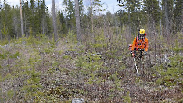 Taimikkoa raivatessa kannattaa käsitellä kerrallaan 2-4 metriä leveää kaistaa. Puut kaadetaan kohti jo raivattua taimikon osaa. (Kuvaaja: Sami Karppinen)