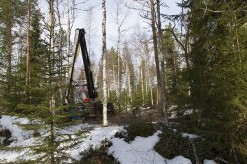 Luontopaneelin mukaan kaikissa turvemaametsissä kannattaisi siirtyä erityisesti vesiensuojelullisista syistä jatkuvapeitteiseen metsänkasvatukseen. (Kuvaaja: Sami Karppinen)