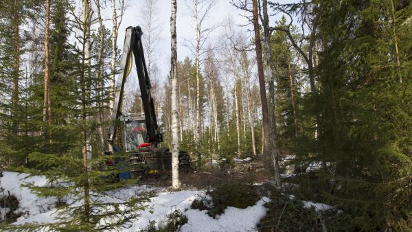 Luontopaneelin mukaan kaikissa turvemaametsissä kannattaisi siirtyä erityisesti vesiensuojelullisista syistä jatkuvapeitteiseen metsänkasvatukseen. (Kuvaaja: Sami Karppinen)