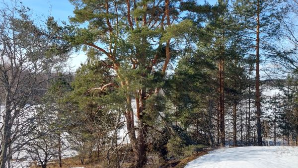 Nimimerkki JusuK kummasteli männyn haaroittuvaa kasvua.  