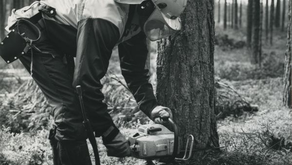 Metsuri Jorma Martikainen puunkaadossa Ruokolahdella vuonna 1977. Kypärä, kasvosuoja ja kuulosuojaimet löytyvät, samoin metsurin varustevyö. Jaloissa on todennäköisesti turvasaappaat ja viiltosuojahousut. (Kuvaaja: Kauno LaineTeollisuusviikko-lehden arkistoElkaKauno LaineTeollisuusviikko-lehden arkistoElka)