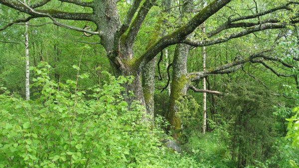 Eteläsuomalaisessa runsasravinteisessa lehdossa kasvaa muun muassa tammia ja pähkinäpensaita. (Kuvaaja: Hannu Nousiainen)