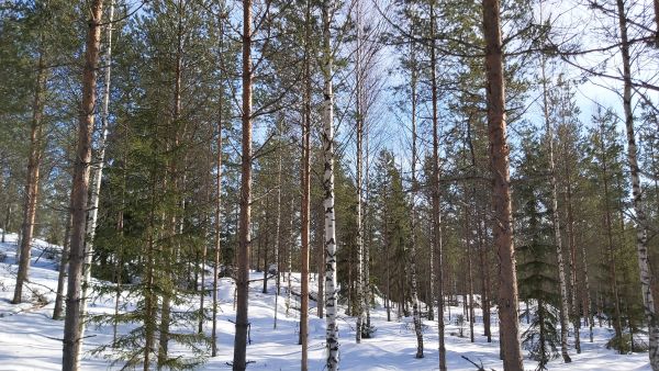 Kymenlaakson tilalla oli monia hyviä puolia, mutta myös muutamia miinuksia, kuten huonolaatuista koivua kuivan kankaan sekapuustona. (Kuvaaja: Hannu Liljeroos)