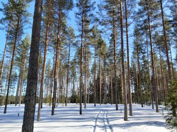 Maaliskuisilla hangilla oli helppo tehdä tilatarkastuksia. Kuva on otettu Kouvolassa myydyltä 160 hehtaarin tilalta. Kuva: Hannu Liljeroos