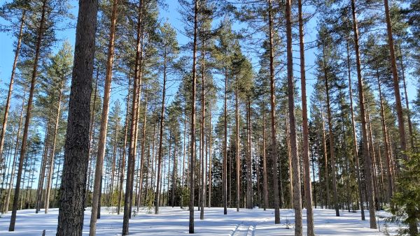 Maaliskuisilla hangilla oli helppo tehdä tilatarkastuksia. Kuva on otettu Kouvolassa myydyltä 160 hehtaarin tilalta. Kuva: Hannu Liljeroos