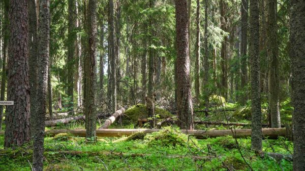 Hiilikorvauksen lisääminen Metso-ohjelman rahoitukseen ei muuttaisi suojelun pinta-alatavoitteita, joka on 40 000 hehtaaria vuosille 2026–2030. Kuva Evolta. (Kuva: Riku Lumiaro/Syke)