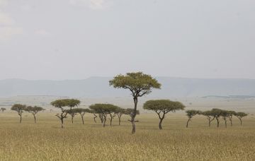 Näkymä savannilla haastaa metsäjärjen  miksi puut kasvavat niin harvassa (Kuvaaja: Mikko Riikilä)