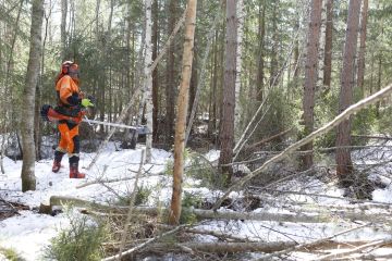 Metsuriyrittäjä Jari Reini raivasi viime viikolla Toivakassa harvennusleimikkoa normaalia kuitupuun korjuuta varten. Kohde olisi sopinut nykytilanteessa hyvin myös energiapuun korjuuseen, sillä ennakkoraivatessa maahan kaadettavaa rankapuuta kertyi paljon.  (Kuvaaja: Sami Karppinen)