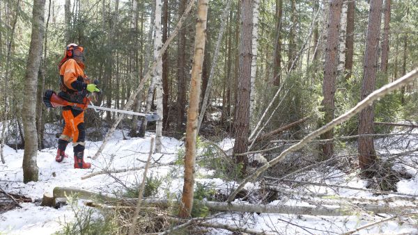 Metsuriyrittäjä Jari Reini raivasi viime viikolla Toivakassa harvennusleimikkoa normaalia kuitupuun korjuuta varten. Kohde olisi sopinut nykytilanteessa hyvin myös energiapuun korjuuseen, sillä ennakkoraivatessa maahan kaadettavaa rankapuuta kertyi paljon.  (Kuvaaja: Sami Karppinen)