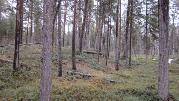 Inarin yhteismetsän kaivosyhtiölle myymä alue kuuluu IFL-verkostoon.