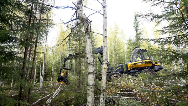 Kisa kuitupuusta kiihtyy, mikä alkaa näkymään nyt myös hinnoissa. Keski-Suomessa koivukuitupuusta on tarjottu harvennusleimikolla parhaimmillaan jo 27 euron kantohintaa. (Kuvaaja: Sami Karppinen)