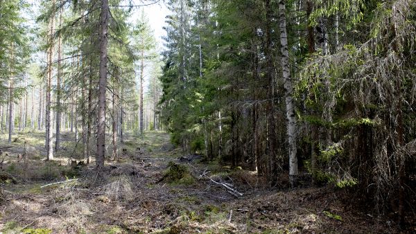 Suojelualueen reuna erottuu tiivispuustoisena selkeästi muusta maastosta ja ilmentää, ettei metsää ole aikoihin hakattu tai hoidettu. (Kuvaaja: Jyrki Luukkonen)